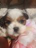 cavalier-king-tricolor
