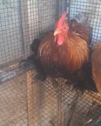 gallo cocincina 