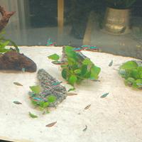 acquario juwel 450 litri