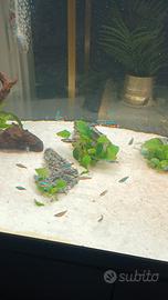 acquario juwel 450 litri