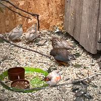 Cardinalino Venezuela