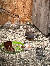 Cardinalino Venezuela