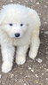 cuccioli-pastore-maremmano-abruzzese-super