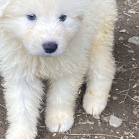 Cuccioli pastore maremmano abruzzese super