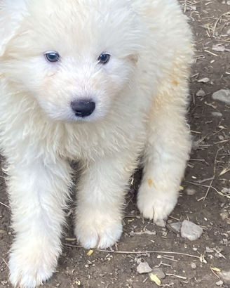 Cuccioli pastore maremmano abruzzese super