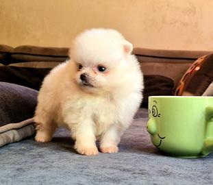 Spitz di Pomerania