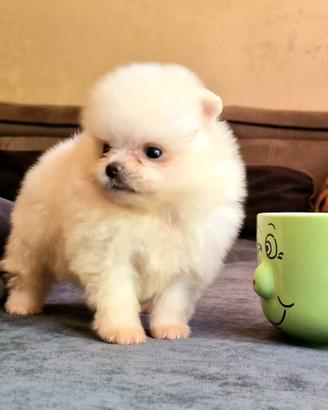Spitz di Pomerania
