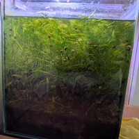 Piante acquatiche