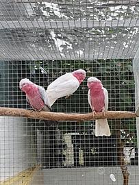 Pappagallo cacatua Roseicapilla lutino