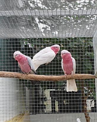 Pappagallo cacatua Roseicapilla lutino