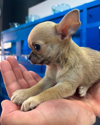 Chihuahua con pedigree