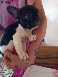 Bulldog francese