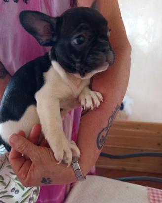 Bulldog francese