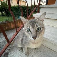 Adozione Enzino