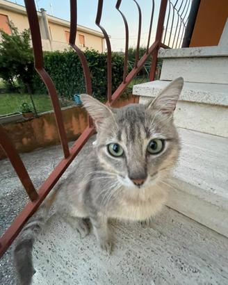Adozione Enzino