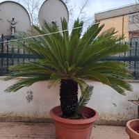 CICAS "CYCAS REVOLUTA" PALMA PIANTA IN VASO Ø70 CM