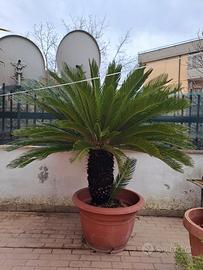 CICAS "CYCAS REVOLUTA" PALMA PIANTA IN VASO Ø70 CM