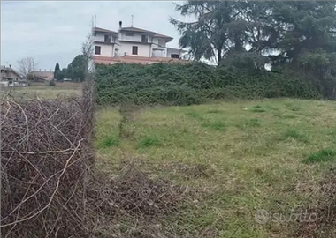Colle oliva Patatona
