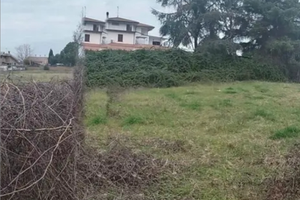 Colle oliva Patatona