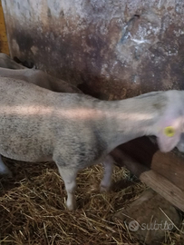 Agnelli Lacuane maschi