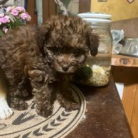 Cucciolo di Maltipoo