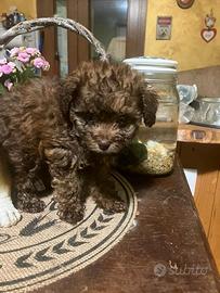 Cucciolo di Maltipoo