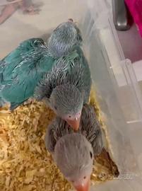 Parrocchetto dal collare