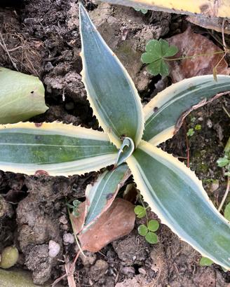 Agave variegata
