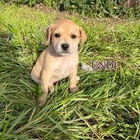 Cucciola molosso 4 mesi in ADOZIONE