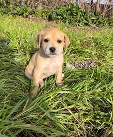 Cucciola molosso 4 mesi in ADOZIONE