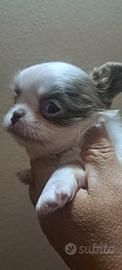 Cucciola silver e bianca