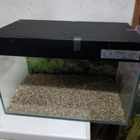 Acquario domestico