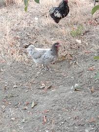 Galline Australorp