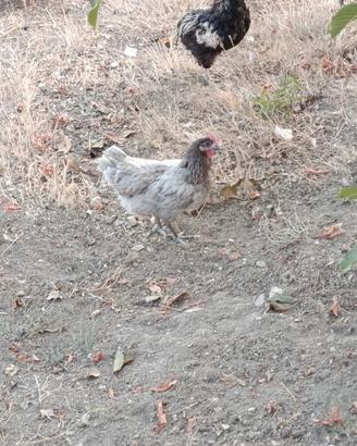 Galline Australorp