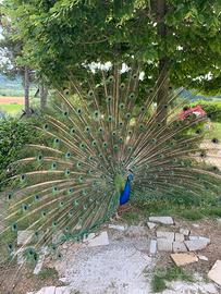 Pavone