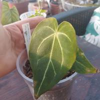 pianta di anthurium magnifico 