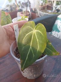 pianta di anthurium magnifico 