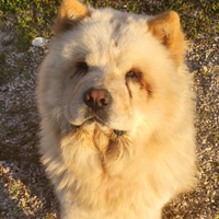 Cane chow chow per accoppiamento