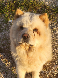 Cane chow chow per accoppiamento