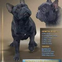 Bulldog francese