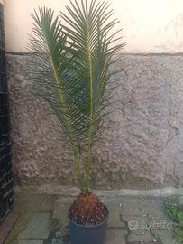 Cycas panzhihuaensis