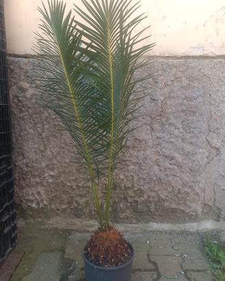 Cycas panzhihuaensis