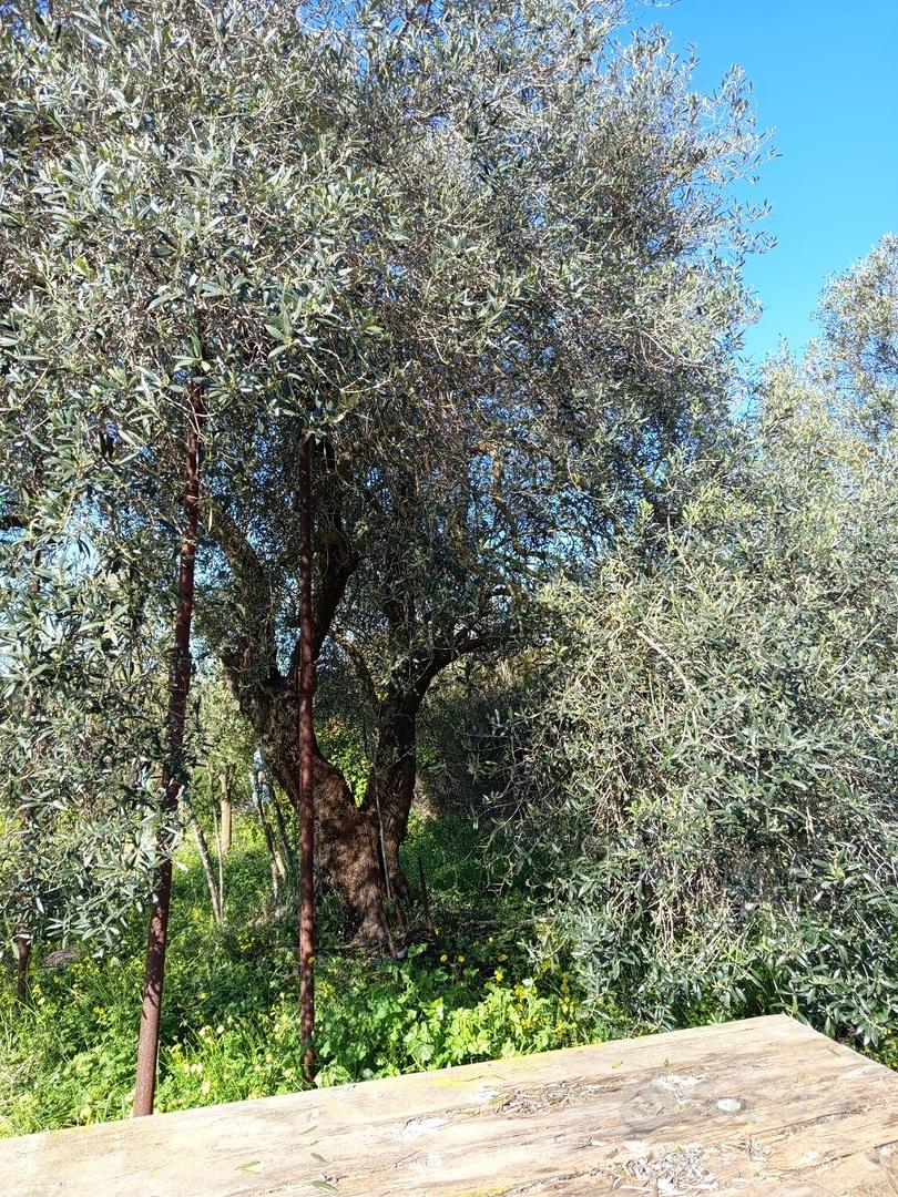 Terreno agricolo con uliveto,frutteto,attrezzatura - Vista 5