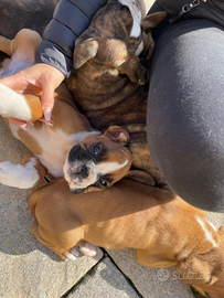 Cuccioli di boxer