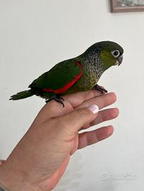 Pyrrhura allevati a mano
