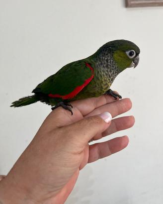 Pyrrhura allevati a mano