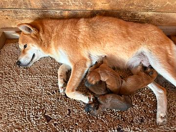 Shiba Inu con Pedigree