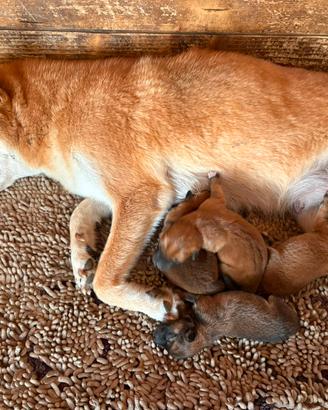 Shiba Inu con Pedigree