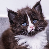 Cuccioli di Maine Coon
