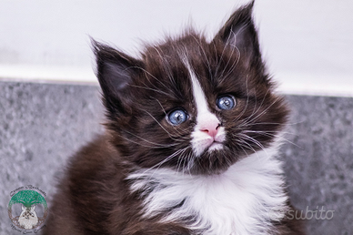 Cuccioli di Maine Coon